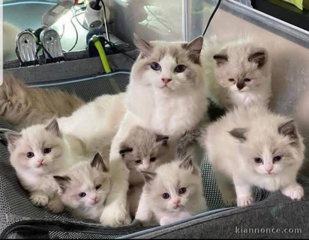 chaton ragdoll adorable 