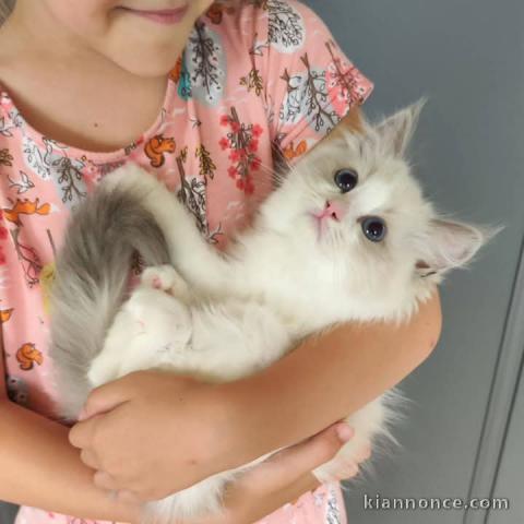 je donne chaton Ragdoll LOOF femelle 