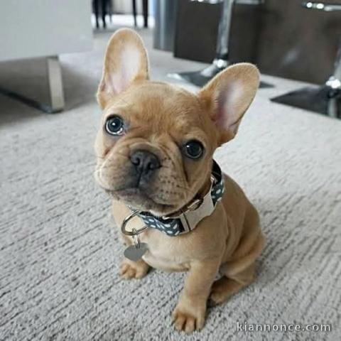 chiot bouledogue français a donner 