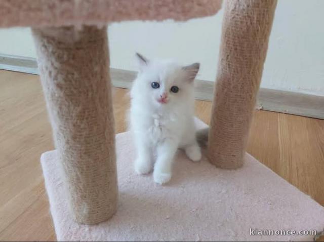 chaton ragdoll à donner contre bon soin 