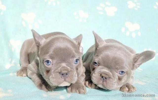 chiot bouledogue français aux yeux bleus disponibles 