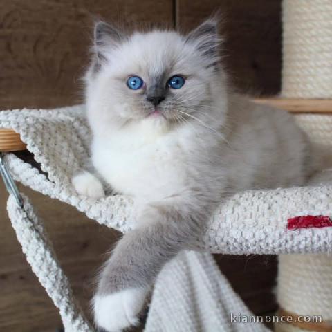 chaton Ragdoll à adopter urgent 