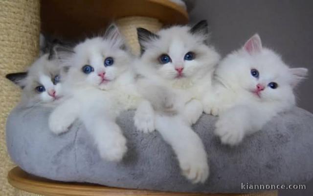 Adoption Chatons Race Ragdoll aux yeux bleus 