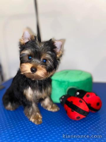 Adorable chiot yorkshire femelle à donner 