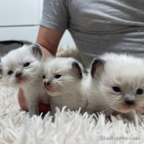 Magnifique chatons ragdoll à donner 