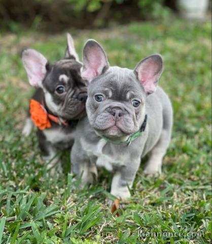 adorable chiot bouledogue français a donner 