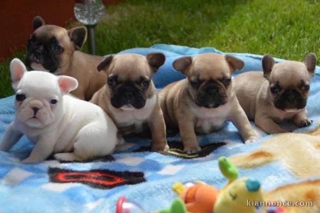 Bébé chien bouledogue français disponibles 