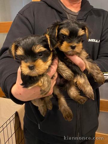 Adorable chiot yorkshire terrier pour saillie 