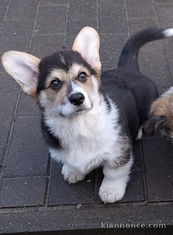 Magnifiques Welsh Corgi Pembroke