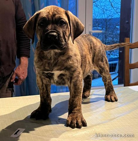 Chiots Dogo Canario à vendre 