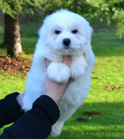 Chiot coton Tuléar disponibles pour adoption 