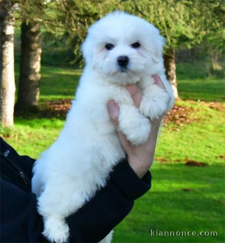 Chiot type coton Tuléar à donner 