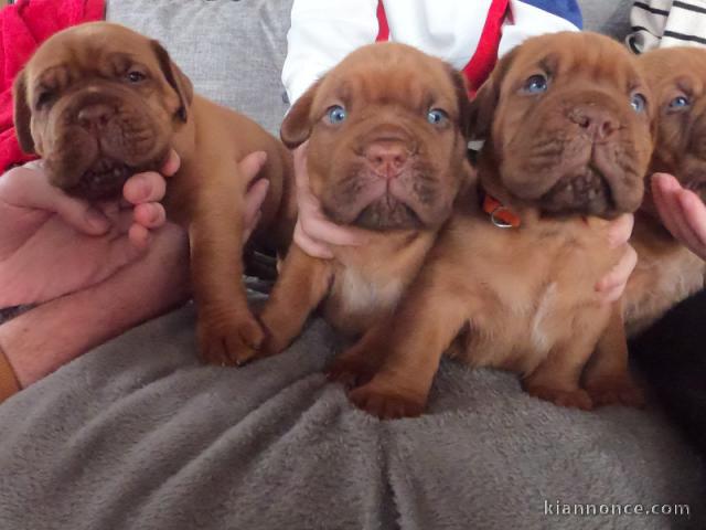 Adorable chiot dogue bordeaux à donner 