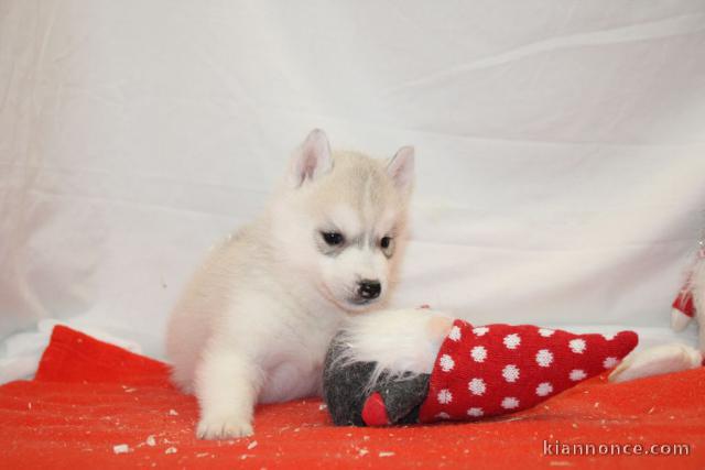 Adorable chiot husky sibérien à donner 