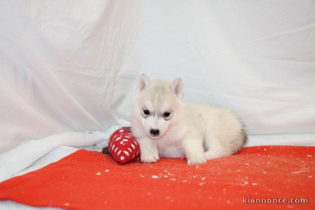 Chiot husky prêt pour adoption 