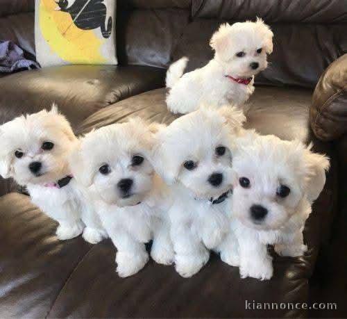 chiots bichon maltais magnifique 