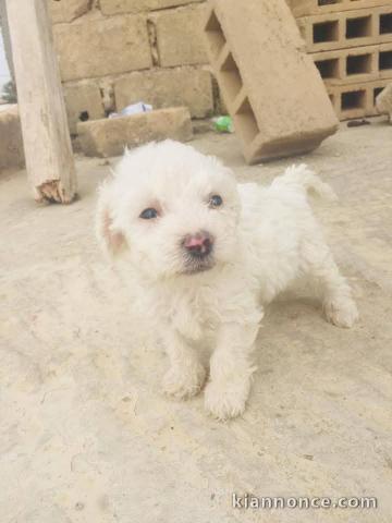 Je donne chiot bichon frisé urgent 