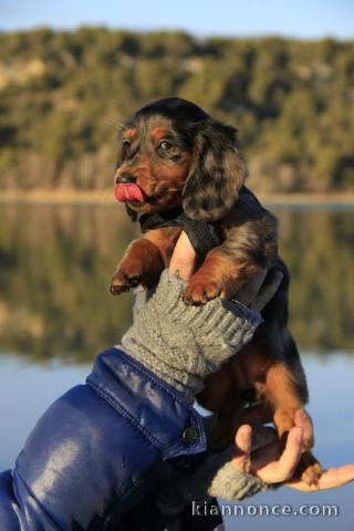 Adorable chiot Teckels mâle à adopter 