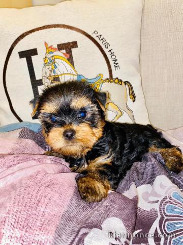 chiot yorkshire terrier mâle 