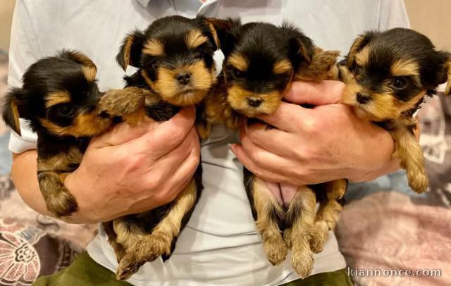 Adoption chiot yorkshire terrier adorable 