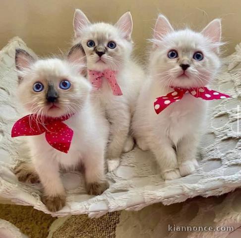 Dons chatons ragdoll disponibles 