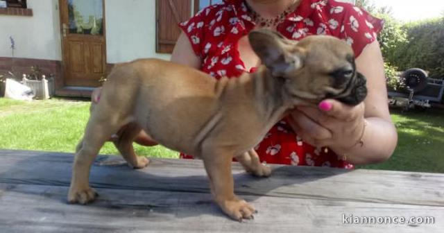 chiot bouledogue français femelle 