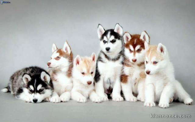 chiot husky sibérien aux yeux bleus 