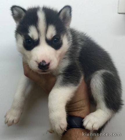 Chiot sibérien husky prêt pour adoption 