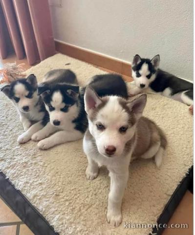 Adorable chiot husky sibérien à adopter 