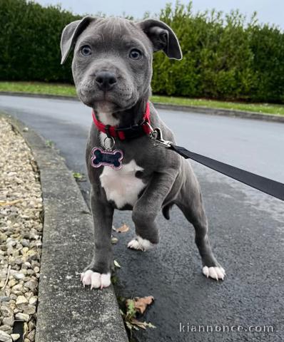 chiot Staffie a donner contre bon soin 