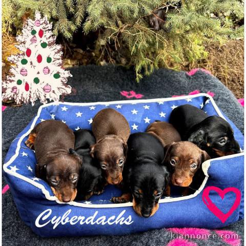 Chiot Teckels nain disponibles 