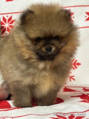 Adorable chiot Spitz nain Poméranie 