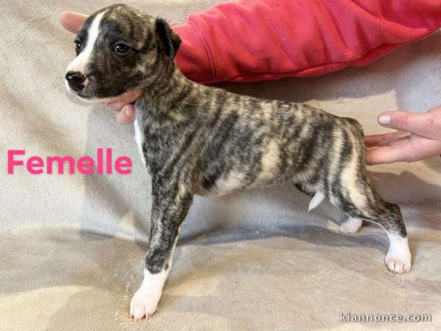 Chiot dalmatien a donner femelle 