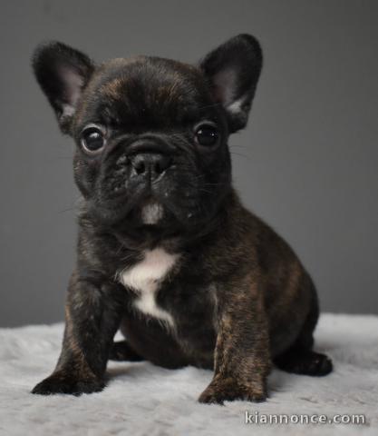 Chiot bouledogue français disponibles 850€