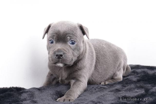 chiot type staffie aux yeux bleus à donner 