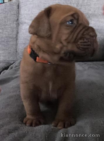 chiot dogue bordeaux à donner mâle 