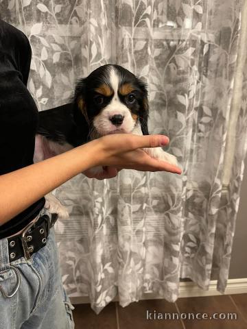 chiot cavalier king charles disponibles pour adoption 