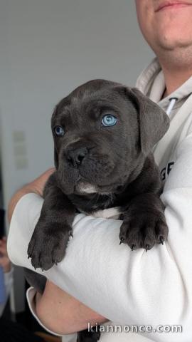 Chiots Cane Corso LOF à donner 