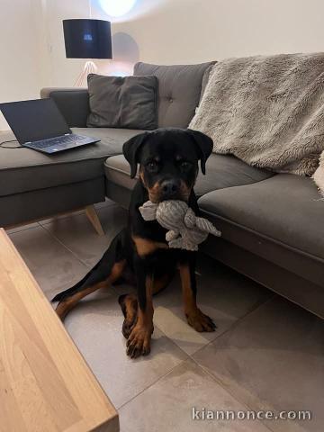 Chiot rottweiler pour adoption 