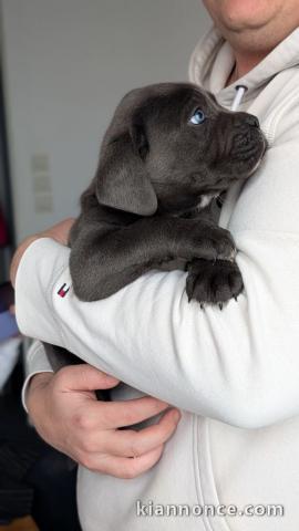 Chiot Cane Corso disponible a donner 