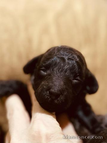 Chiots Poodle à vendre