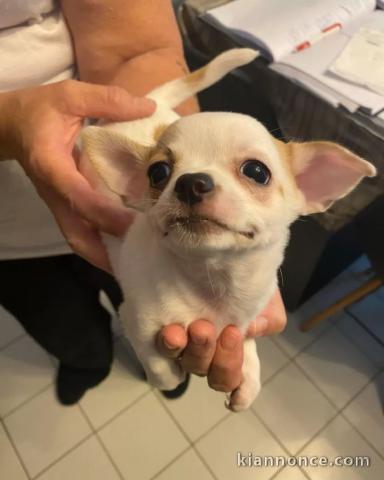 Adorable chiot chihuahua 