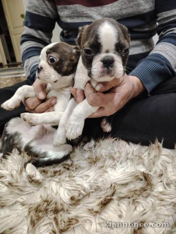 Boston Terrier chiots à vendre