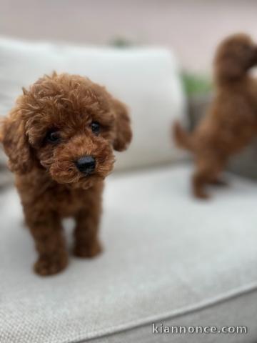 Chiots Caniche Toy Rouges à vendre