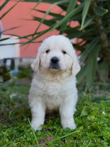 Golden retriever chiots à vendre