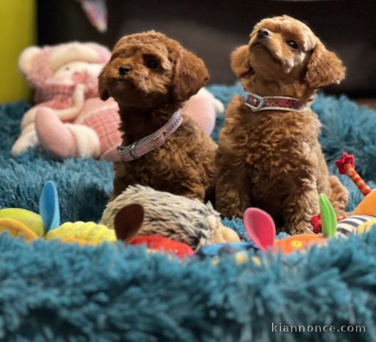 Toy Caniche Chiots à vendre