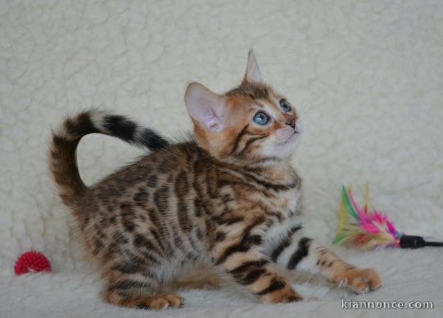 Chaton bengal à donner