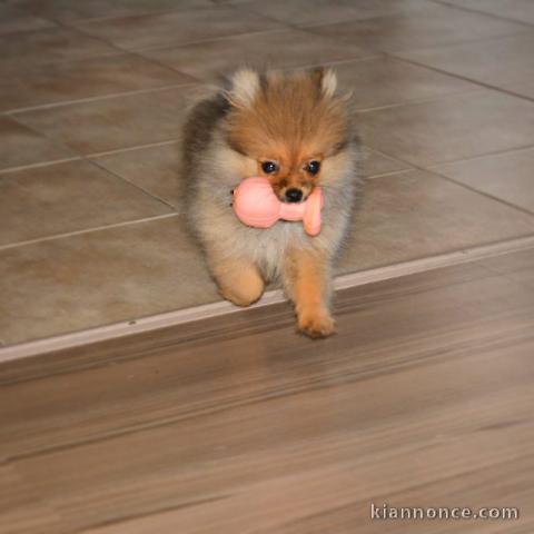 Superbe chiot spitz nain femelle ()