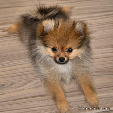 Superbe Chiot spitz nain femelle (  )