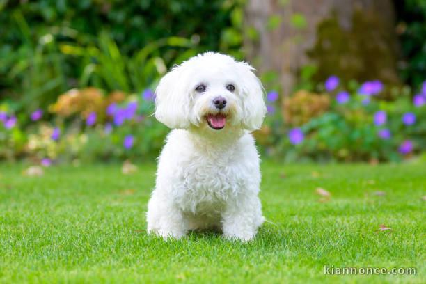 Chiots bichons disponible